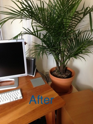 My beautiful new palm tree!